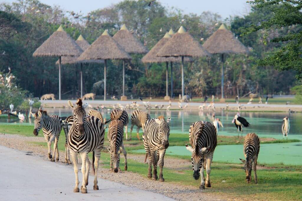 Alphard rental to travel around the city. Go to Safari World Zoo